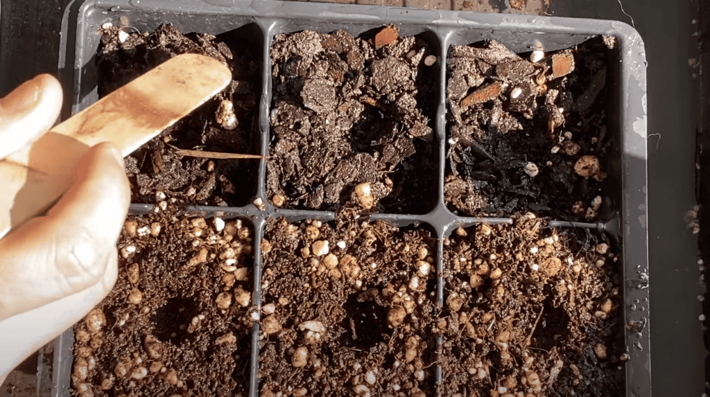 Seed starting